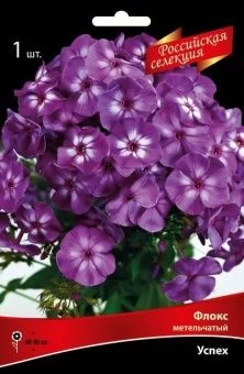 Floks metelchatyj Uspekh