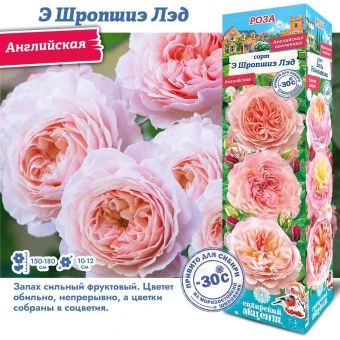 2gsvn7rn8a0lapuirdf8rnxxusv6rr9n