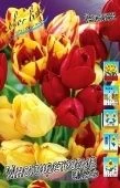 Тюльпан Многоцветковые смесь 8шт (КолорЛайн)