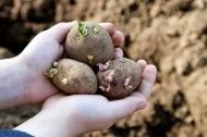 С приближением сезона посадки картофеля огородники задаются вопросом: Чем обработать картофель перед посадкой?